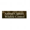 Photo for Animal Capture Wildlife Control