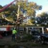 Photo for AAffordable Sonshine State Trees, Inc.