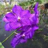 Photo for Banjong Orchids
