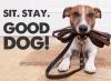 Photo for Downtown Pet Supply