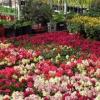 Photo for Plant World