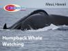 Photo for Humpback Whale Watching Maui Hawaii Ultimate Whale Watch