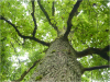 Photo for Top Tree Service