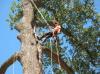 Photo for Tree Service Company