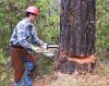 Photo for Tree Cutting Services