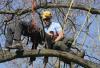 Photo for Tree Arborist