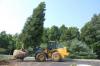 Photo for Tree Transplanting Service