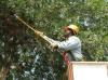 Photo for Tree Trimming Service