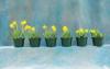 Photo for Global Plant Growth Regulator Market Will Grow To USD 6.4 Billion By 2020