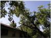 Photo for Seattle City Tree Service