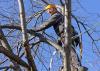 Photo for Scranton Tree Service