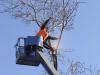 Photo for Tree Fixer