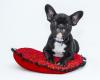 Photo for Mobile Dog Grooming Phoenix