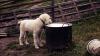 Photo for Global Pet Food Market to Expand at Modest CAGR of 4.2% from 2011 to 2017 due to Rising Pet Ownership