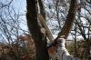 Photo for Tree Service Experts Pasadena MD