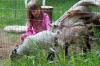 Photo for Goat fencing services