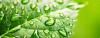 Photo for Green Guard Pest Solutions