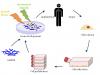 Photo for Global Regenerative Medicine Market Set to Register 12.8% CAGR due to Rising Tissue Engineering and Stem Cell Therapy