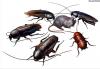 Photo for pest control plainfield Nj