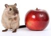 Photo for Global Animal Food Market to be Driven by Rising Demand from Asia Pacific