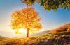 Photo for Tree Care Plano