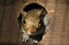 Photo for Squirrel Pest Control