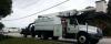 Photo for Boca Raton Tree Service