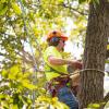 Photo for Southern Arborist of Pomona Beach