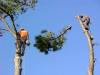 Photo for Arborist services