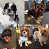 Photo for You Heavenly Dog