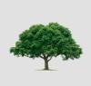 Photo for Albany Tree & Property Service