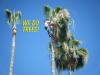 Photo for Norwalk CA Tree Service