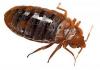 Photo for Florida Environmental Pest Management