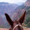 Photo for Canyon Trail Rides