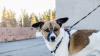 Photo for My Dog Jogs