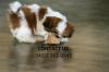 Photo for Gorgeous Shih-Tzu's puppies looking for good homes//4022630241