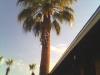 Photo for Lancaster Tree Care  213-343-3537