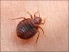 Photo for Bed bugs extermination
