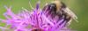 Photo for Exterminator bees