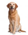 Photo for K9 Korral