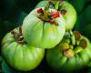 Photo for Garcinia Cambogia Extract