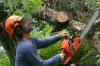 Photo for Fort Wayne Tree Services
