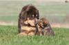 Photo for Are you looking for a collies breeder in your city
