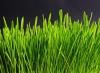 Photo for Boise's Best Lawn Care