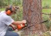 Photo for Tree Service Experts Pasadena MD
