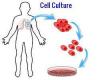 Photo for Global Cell Culture Market Expanding at CAGR of 7.1% from 2014 to 2022