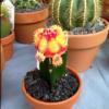Photo for Westwood Garden Haven