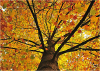 Photo for Rockaway NJ Tree Service