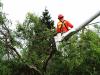 Photo for KC Tree Care Service