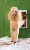 Photo for Electronic dog door